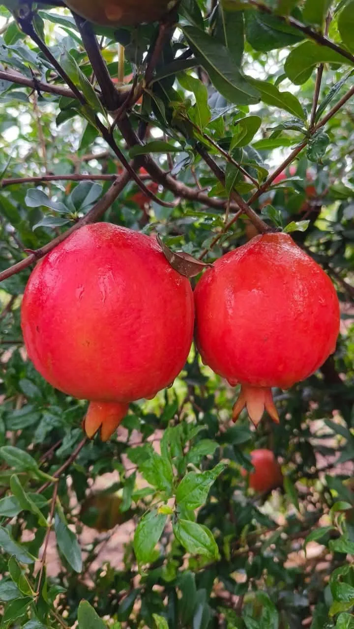 Pomegranate